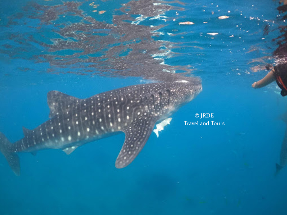 Oslob Whale Sharks Cebu